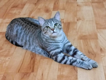 Байрон, дворянин, 11 мес. г. Благовещенск.