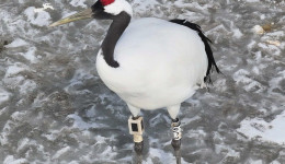 Добро пожаловать домой: знаменитый журавль Снежинка вернулась в Амурскую область