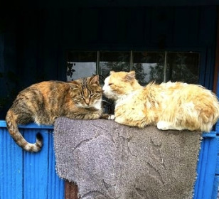 Семён и Бася