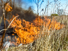 пал палы пожар