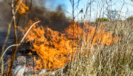 На юге Приамурье с 4 апреля введут запрет на вход в леса и разведение открытого огня