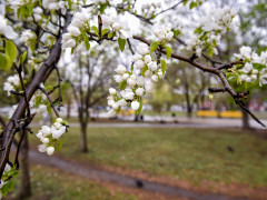 сквер приемыхова