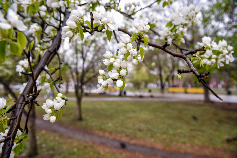 сквер приемыхова