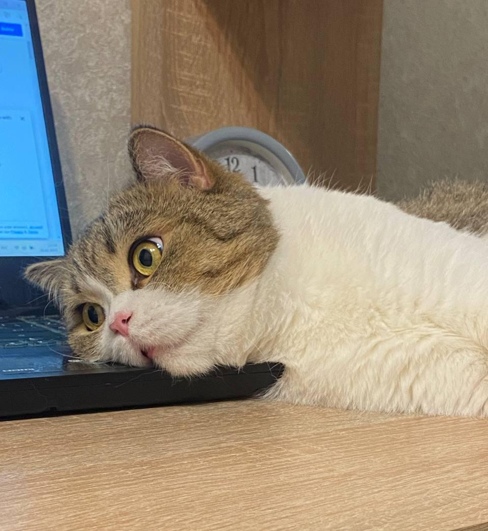 Домашний философ и свободолюбивый хищник: «Амурская правда» назвала лучших «мартовских» котов