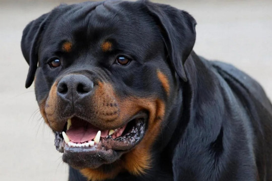 ротвейлер