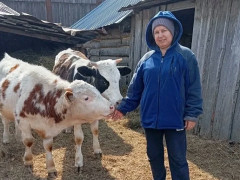 соцконтракт белоярово подсобное хозяйство коровы