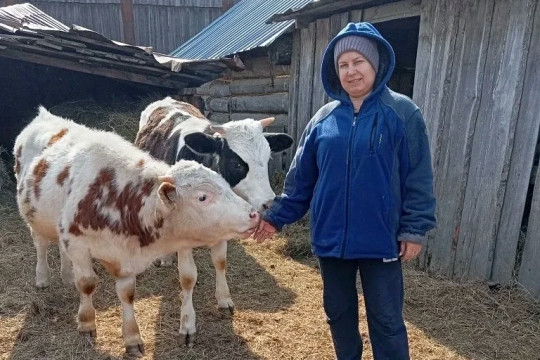 соцконтракт белоярово подсобное хозяйство коровы