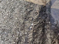 медвежьи следы