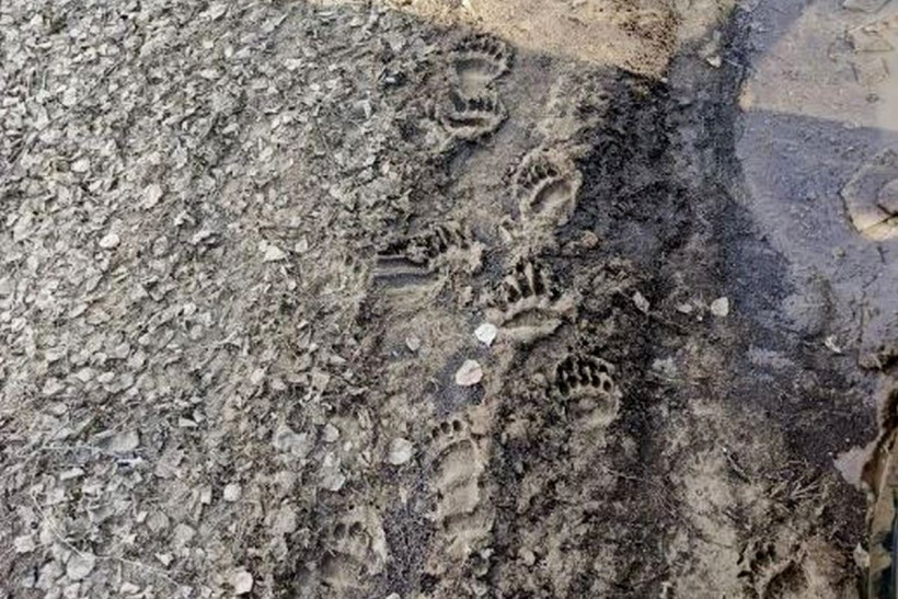 медвежьи следы