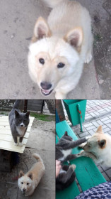 Наш Тэдик (метис корги) и его друг кот Дэмок. г. Завитинск