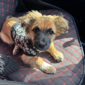 Мануэла, спаниель, г. Свободный