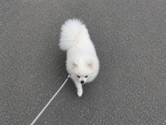 собака шпиц
