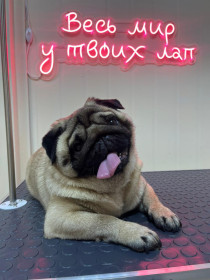 Жора, мопс. г. Зея