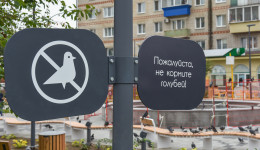 «Не кормите пернатых дармоедов»: какую угрозу несет Благовещенску разросшаяся популяция голубей
