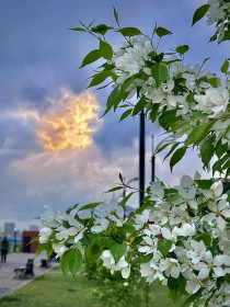 Яблони в цвету🌸 г. Благовещенск
