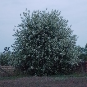 Черёмуха. с. Тыгда