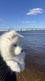 Норд, самоед. г. Благовещенск