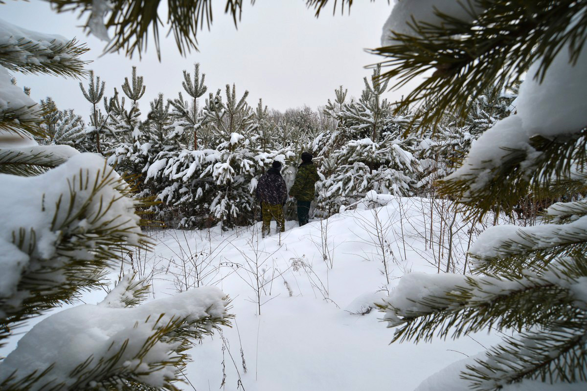 Операция «Елка»: как правильно выбрать, срубить и связать новогоднее дерево