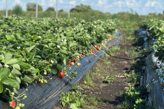 клубника дальневосточный гектар