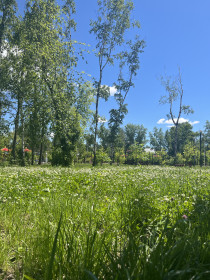 Сочность лугового клевера, г. Свободный