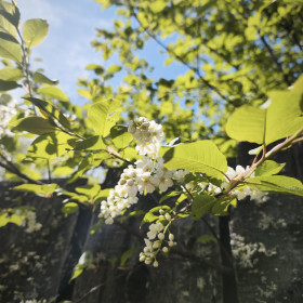 Черемуха. г. Тында