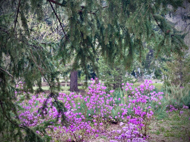 Рододендрон, пл. Ленина, г. Благовещенск