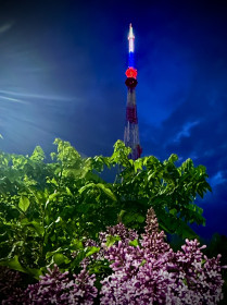 Ночная сирень, г. Благовещенск