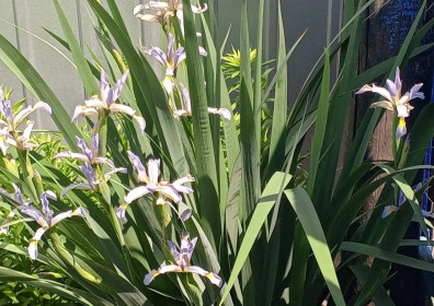 Ирис, с. Придорожное