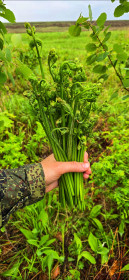 Папоротник, п. Серышево