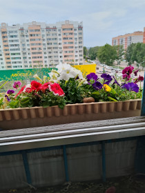 Анютины глазки и петуньи, г. Благовещенск