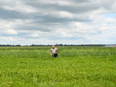 поля