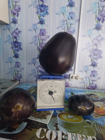 Баклажан «Бычье сердце», с. Константиновка