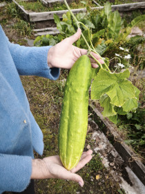 Огурец-молодец, с. Соловьевск