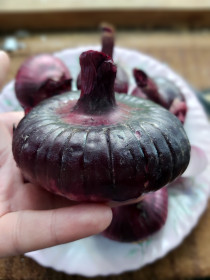 Правильный ялтинский лук, с. Белогорье