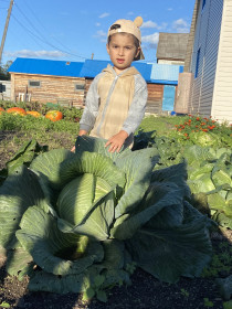 Капустный урожай, Бурейский округ