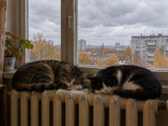 отопительный сезон тепло батареи теплосети кот кошка
