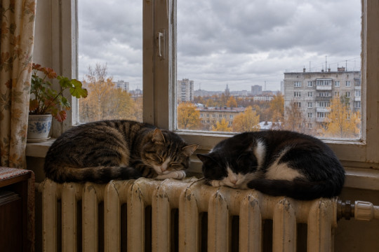 отопительный сезон тепло батареи теплосети кот кошка