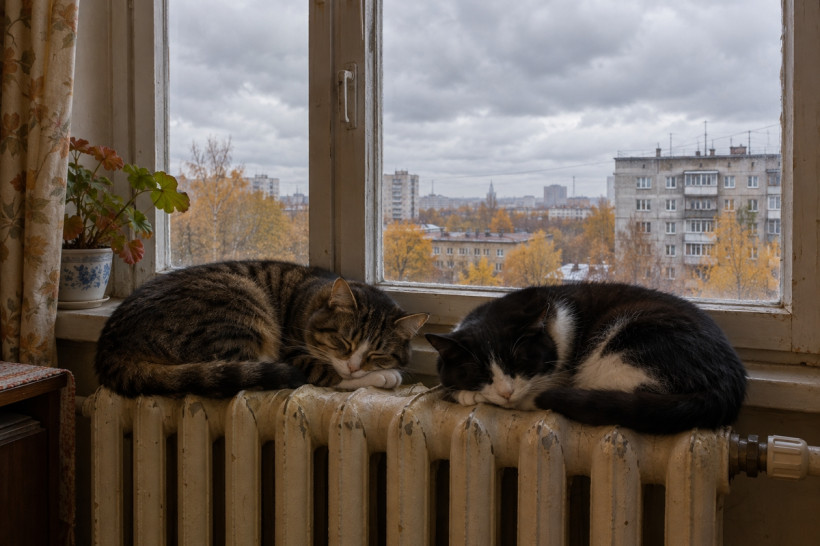 отопительный сезон тепло батареи теплосети кот кошка