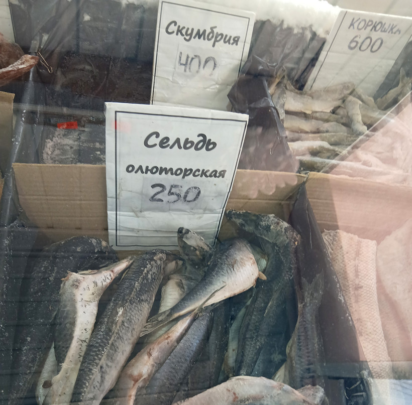 рыба сельдь
