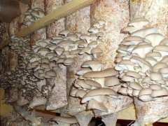 грибы вешенки шампиньоны грибная ферма грант Агромотиватор