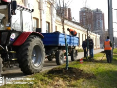 озеленение саженцы деревья благовещенск