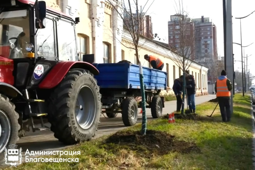 озеленение саженцы деревья благовещенск