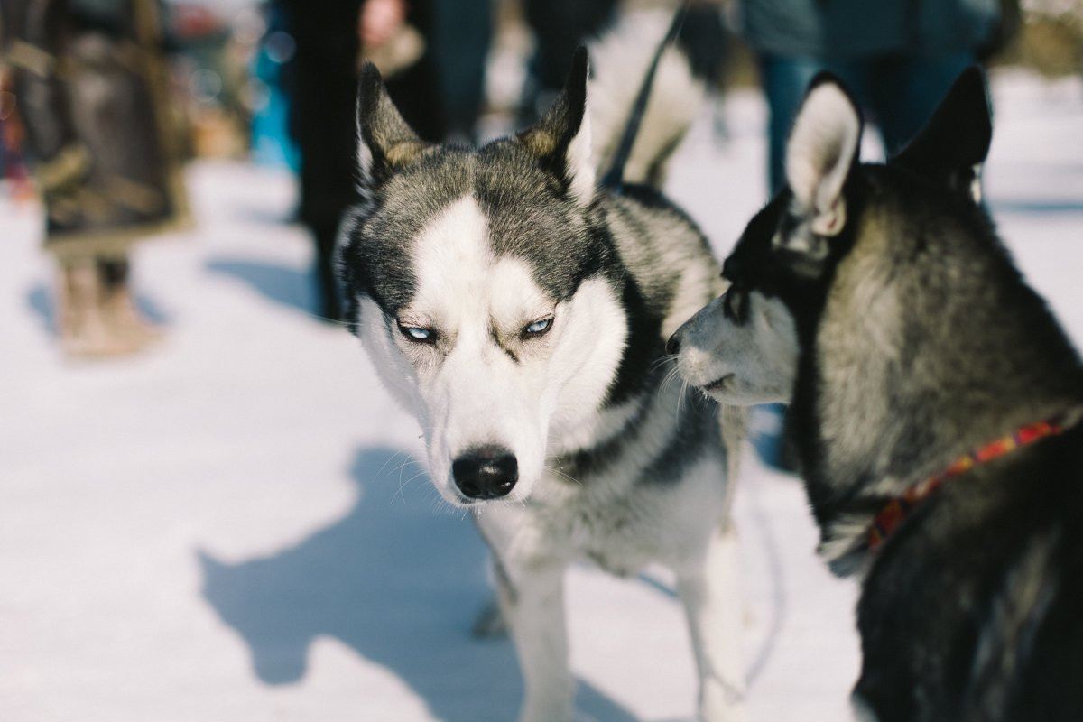 Хаски на проводе
