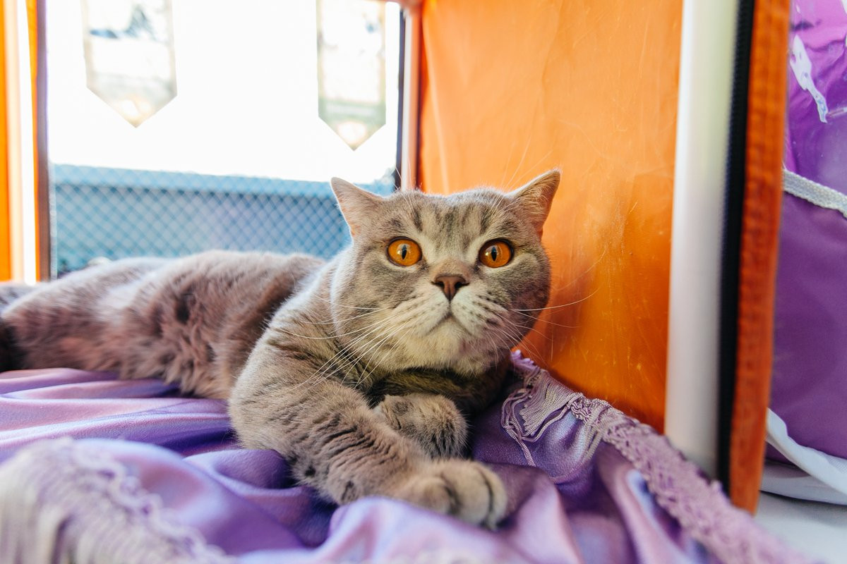 «Мартовские коты» приняли участие в весенней выставке