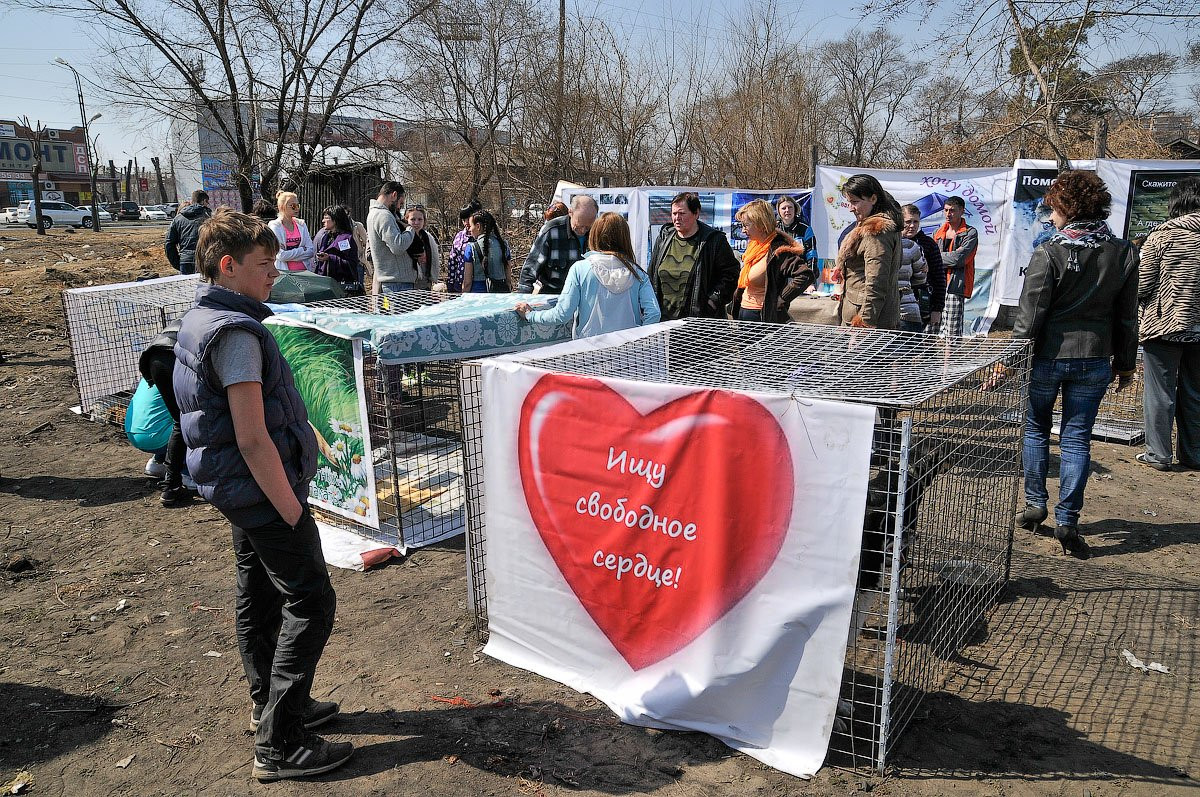 Александр Айзверт провел в Благовещенске выставку бездомных животных. Фоторепортаж