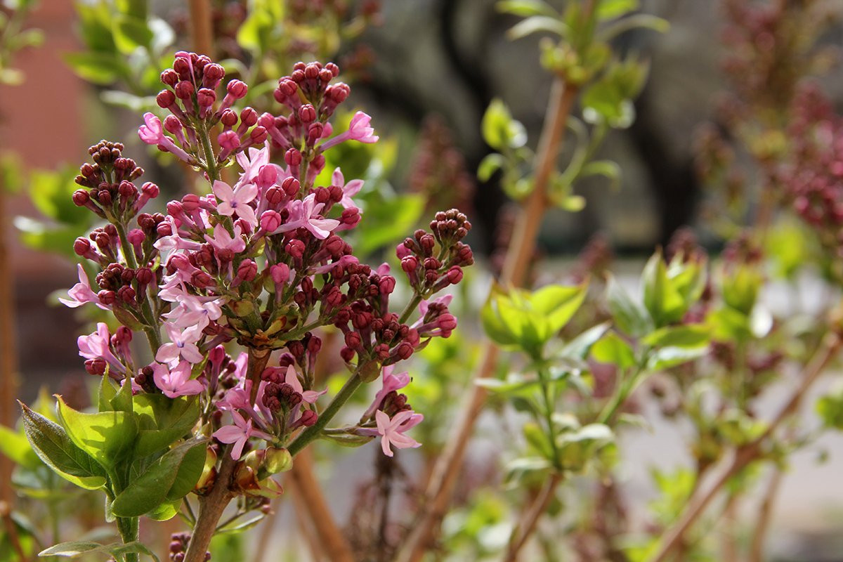 Пока Сибирь засыпает снегом, в Приамурье распускаются сирень и рододендрон