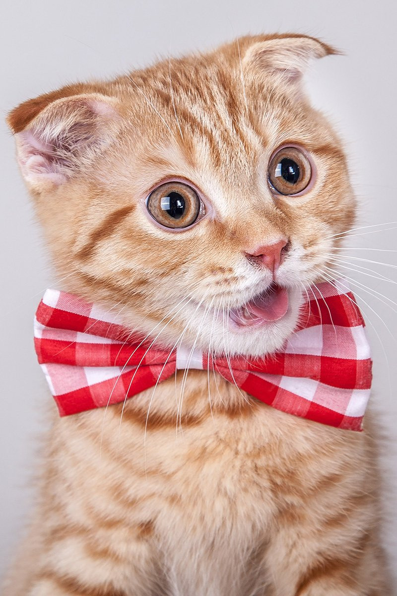 16 «апрельских котов»: седьмая серия конкурса усатых-полосатых