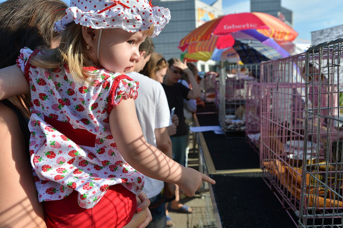 В Благовещенске животные и хозяева искали друг друга. Фоторепортаж