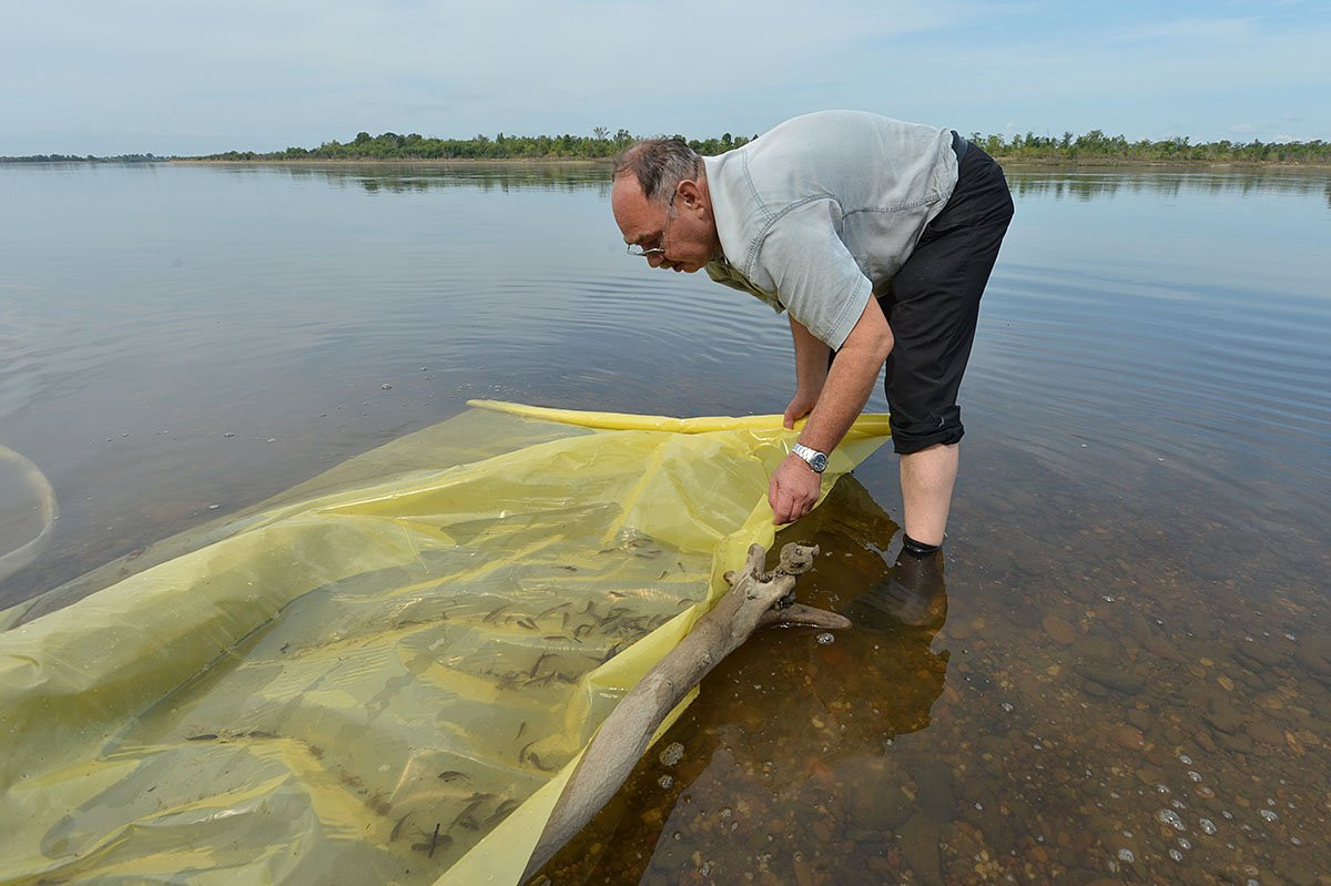 Мальки калуги и сазана уплыли в Зею. Фоторепортаж