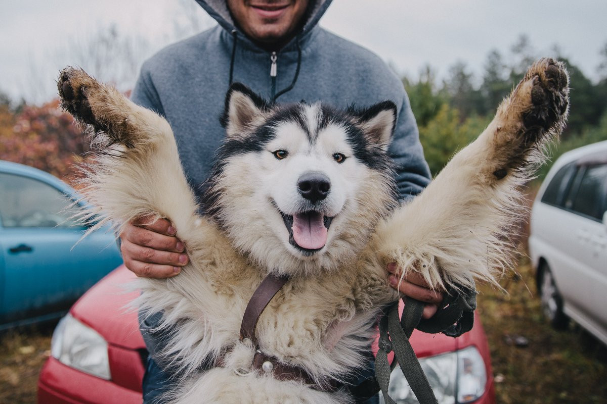 В Благовещенске прошли гонки на собачьих упряжках. Фоторепортаж
